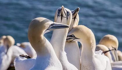 乐鱼VIP注册app下载-【录像解析】经典犯规事件与规则重新解读，犯规术语