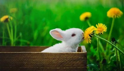 乐鱼VIP注册app下载-【录像解析】经典犯规事件与规则重新解读，犯规术语