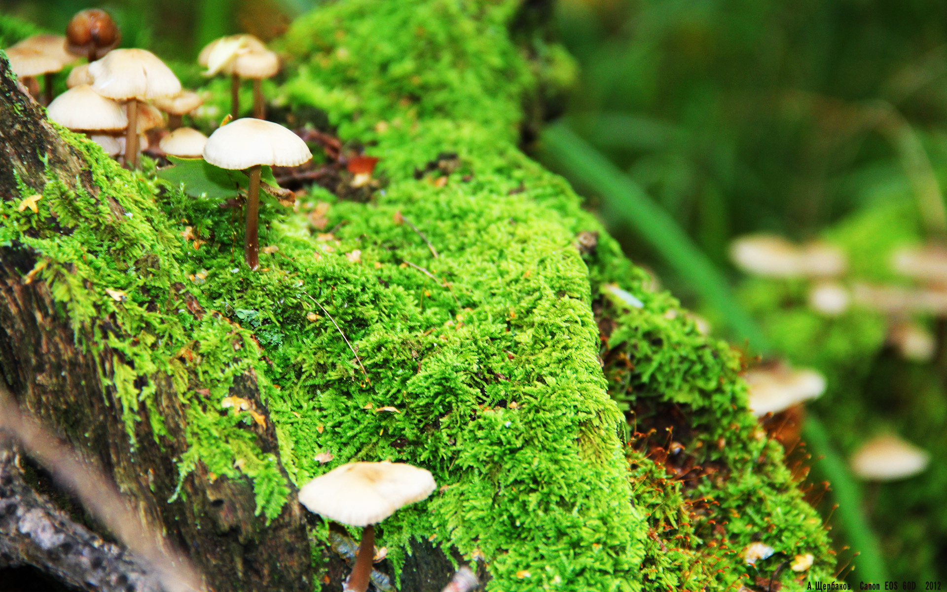 乐鱼体育平台官网-利物浦逐步逼近欧冠决赛，梦想触手可及