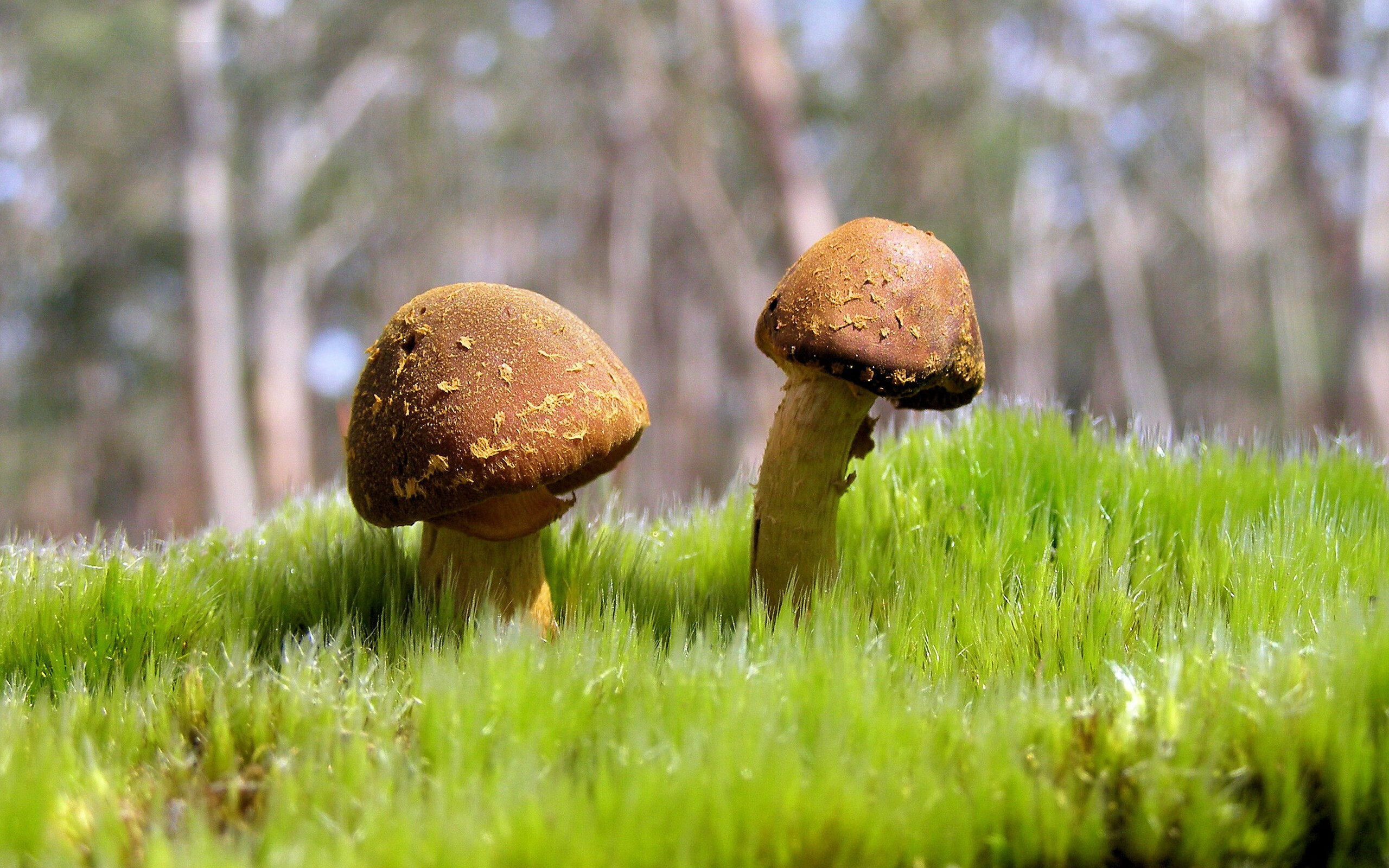 乐鱼体育登陆入口-奥地利水球队战术执行清晰，奥地利球队如何